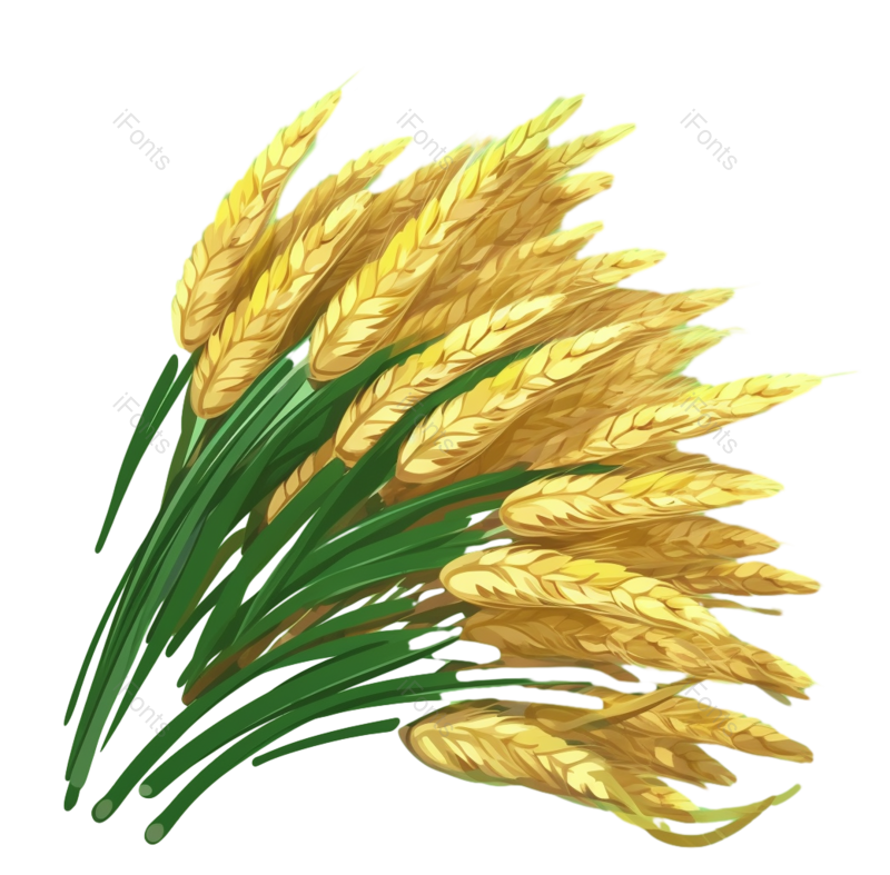 芒种图片,秋天元素,麦子PNG,丰收免抠素材